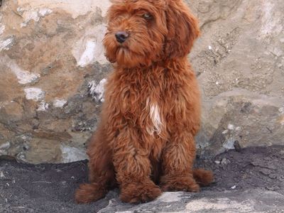 Mini Goldendoodle Goldendoodles Doodles