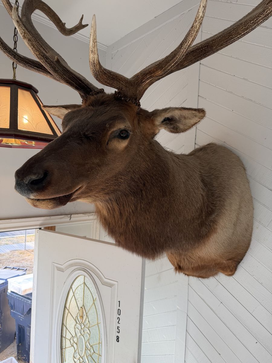 Taxidermy Bull Elk Shoulder Mount Large Antlers Wall Decor - Very Large