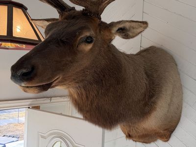 Taxidermy Bull Elk Shoulder Mount Large Antlers Wall Decor - Very Large