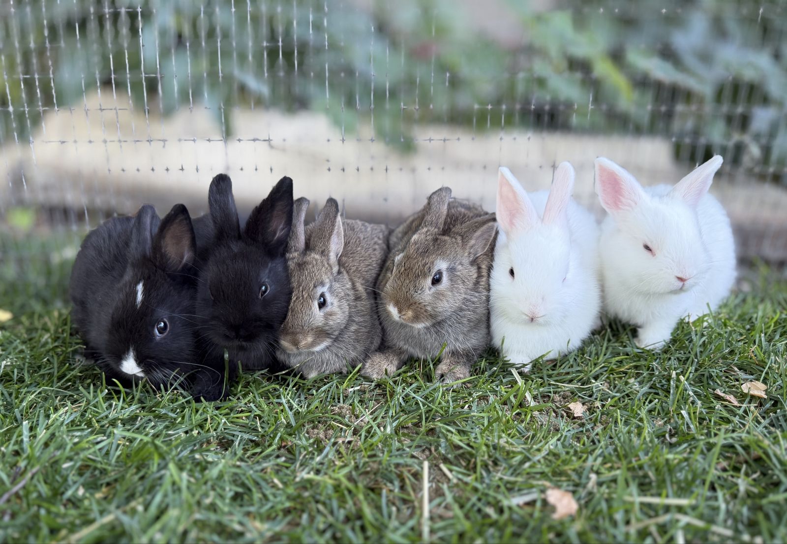 4 Left!! Perfectly Sweet & Adorable Netherland Dwarf mix Bunnies
