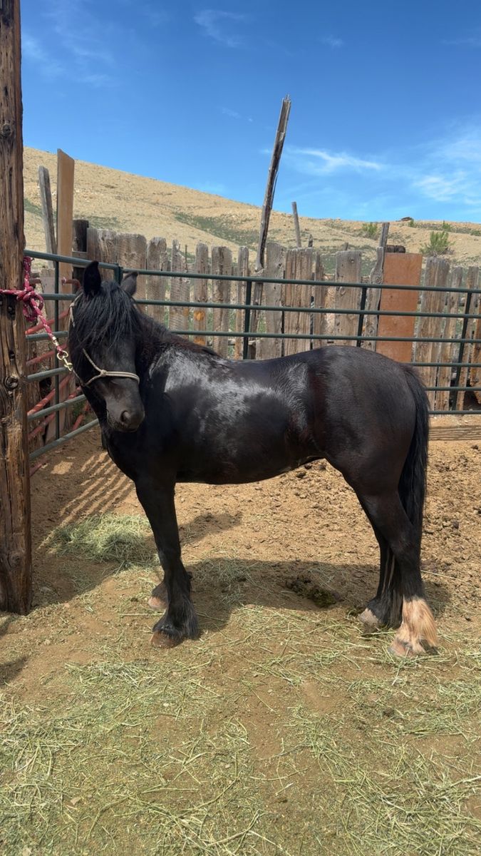 Gypsy Vanner/QH Mare