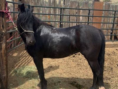 Gypsy Vanner/QH Mare