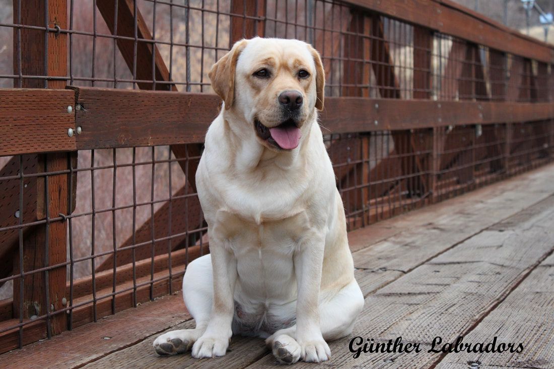 AKC Yellow English Labrador (lab) Puppies