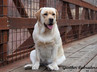 AKC Yellow English Labrador (lab) Puppies