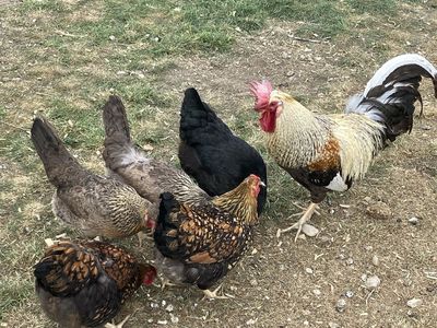 Fertile hatching eggs