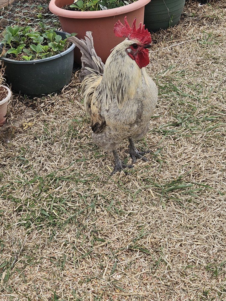 Olive Rooster