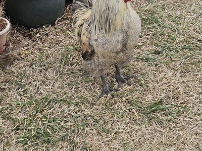 Olive Rooster