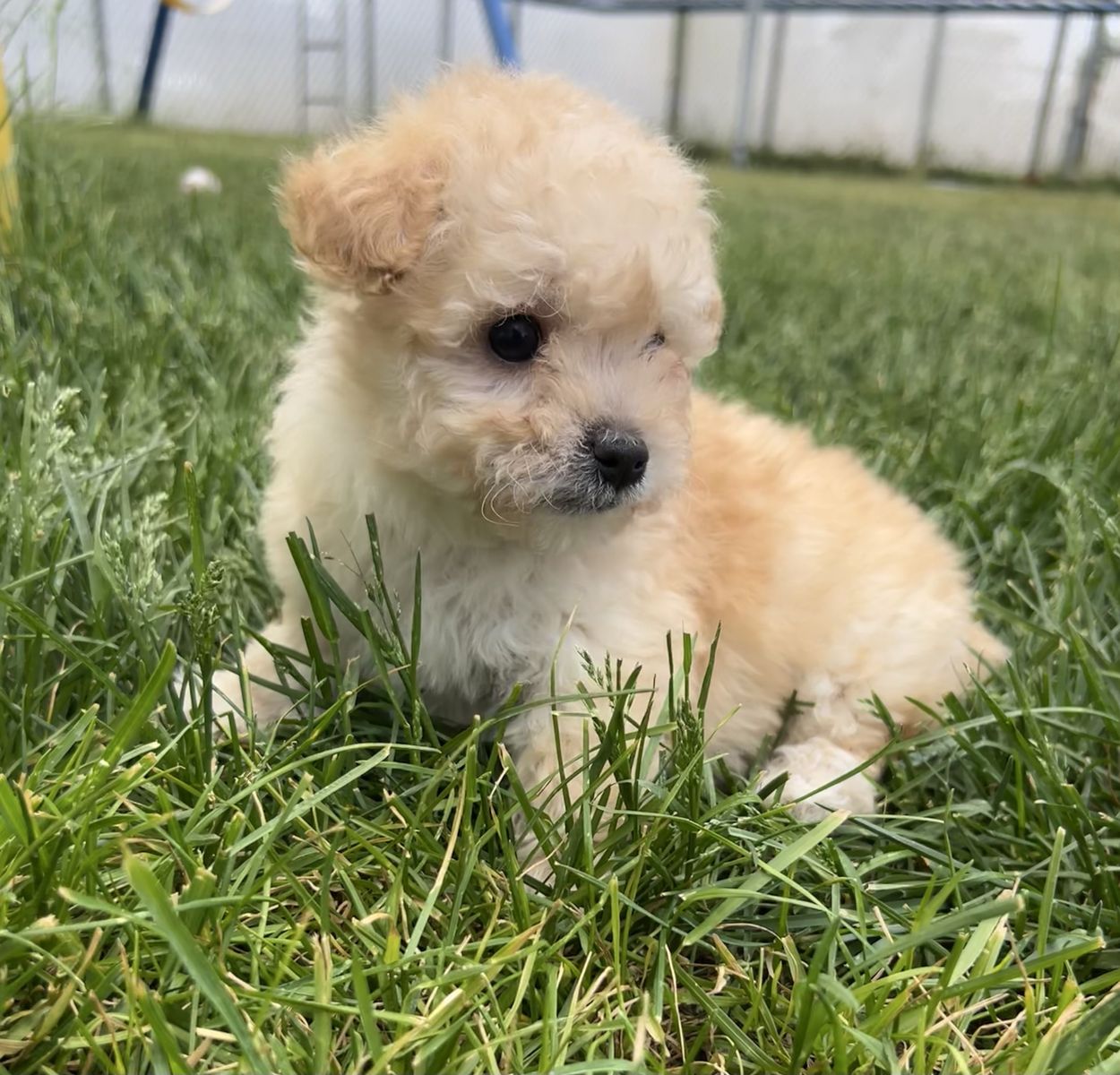 Toy Aussiedoodle F1B (Toy Australian Shepherd x Poodle)