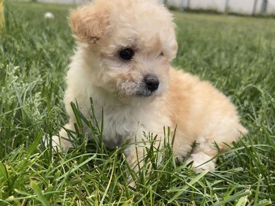 Toy Aussiedoodle F1B (Toy Australian Shepherd x Poodle)