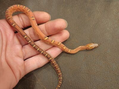 Scaleless young corn snakes.