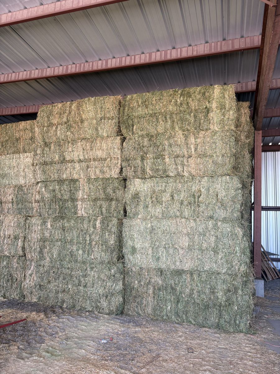 3x3 Alfalfa 