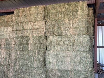 3x3 Alfalfa