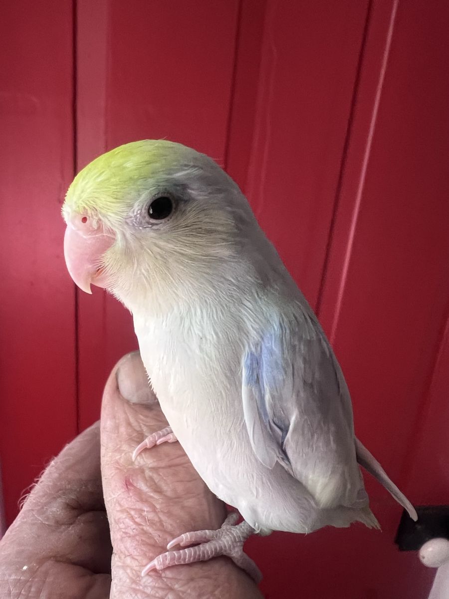 CREAMELLO TURQUOISE TAME BABY PARROTLET