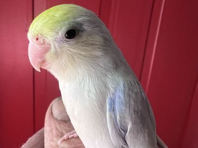 CREAMELLO TURQUOISE TAME BABY PARROTLET
