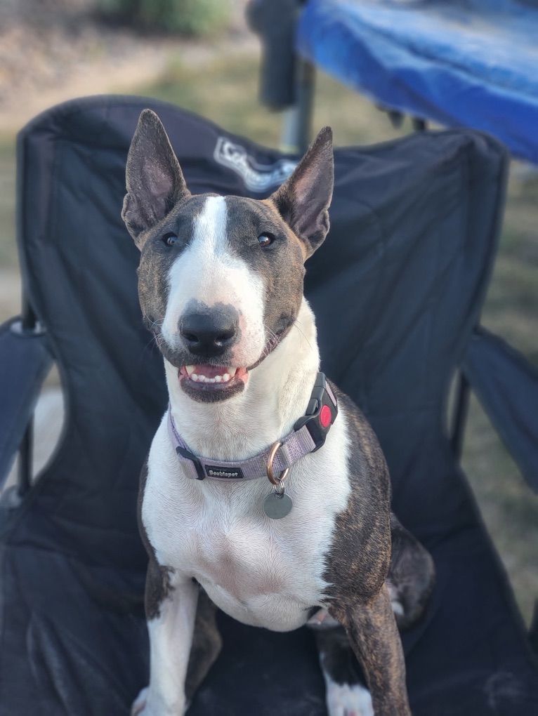 Bull Terrier needs new Home