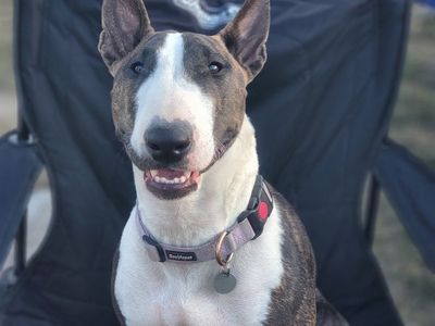 Bull Terrier needs new Home