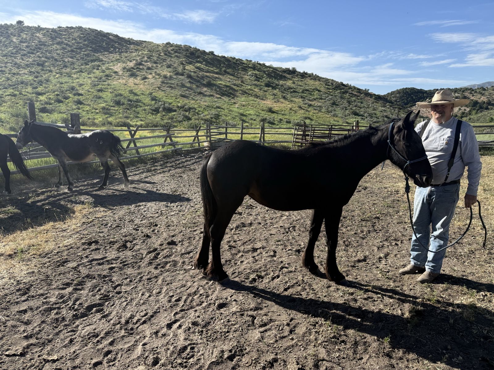 Yearling Gypsy cross Filly