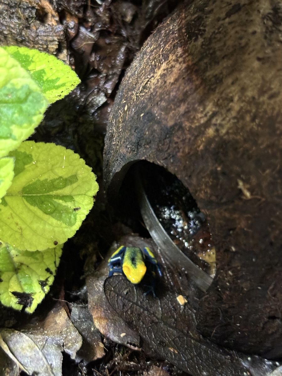 Peacock Tinc Juvenile