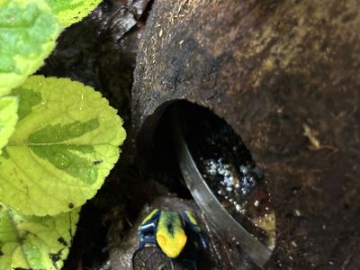 Peacock Tinc Juvenile