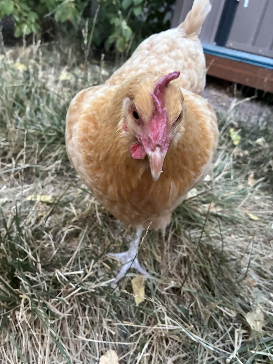 Free Chicken