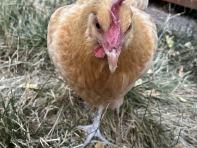 Free Chicken