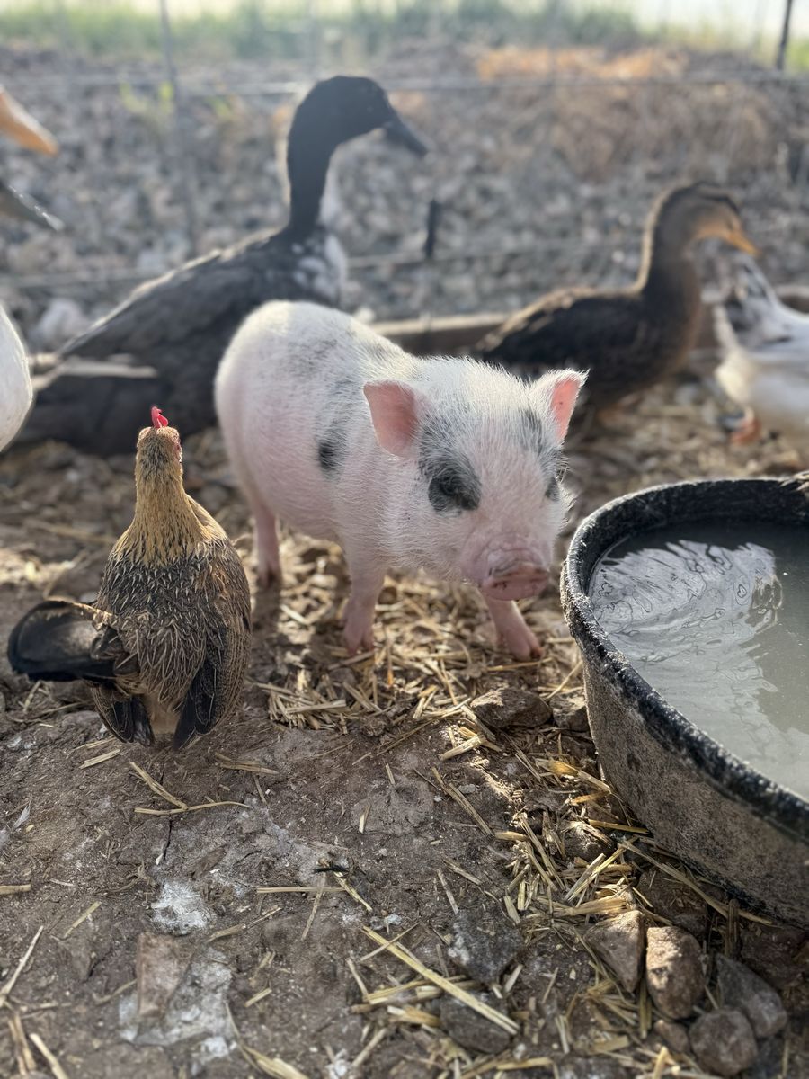 Mini Pig Wilbur