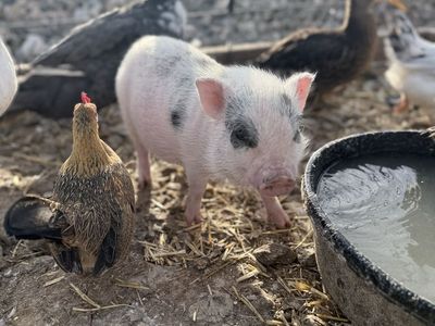 Mini Pig Wilbur