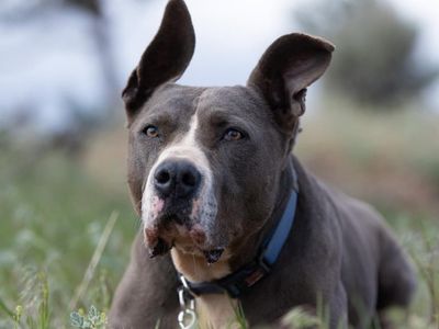 Hello my name is Gibson