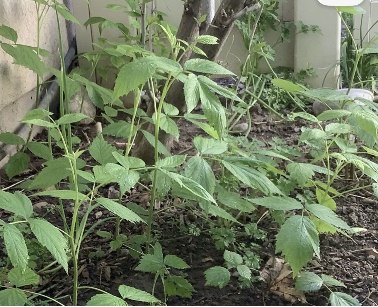 Pink Raspberry Plants