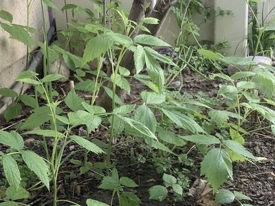 Pink Raspberry Plants