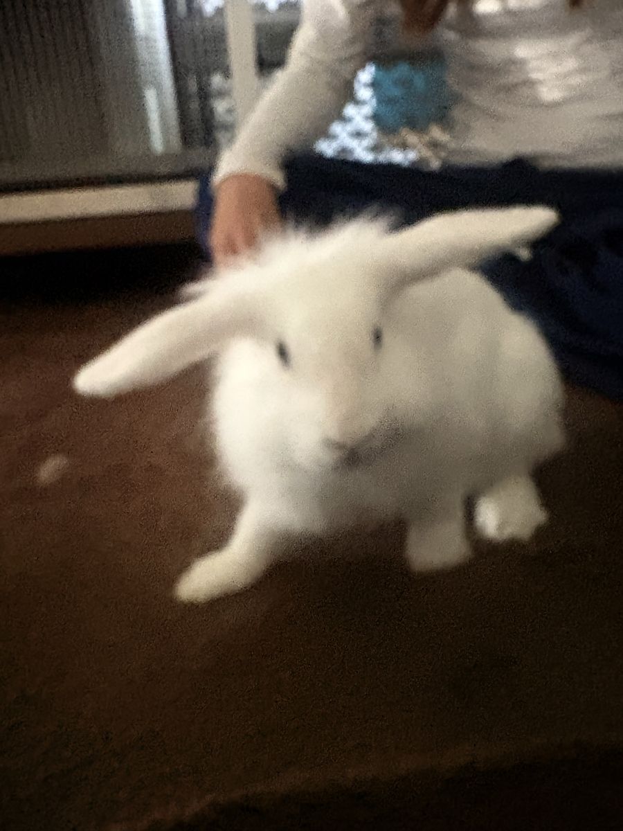 Bunny