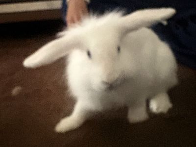 Bunny