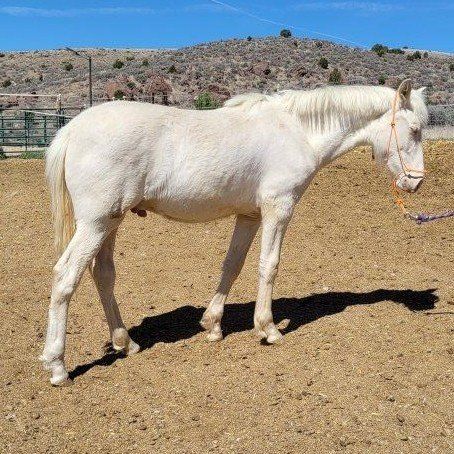 1 year old cremelo pure bred Andalusian stud colt