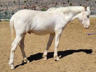 1 year old cremelo pure bred Andalusian stud colt