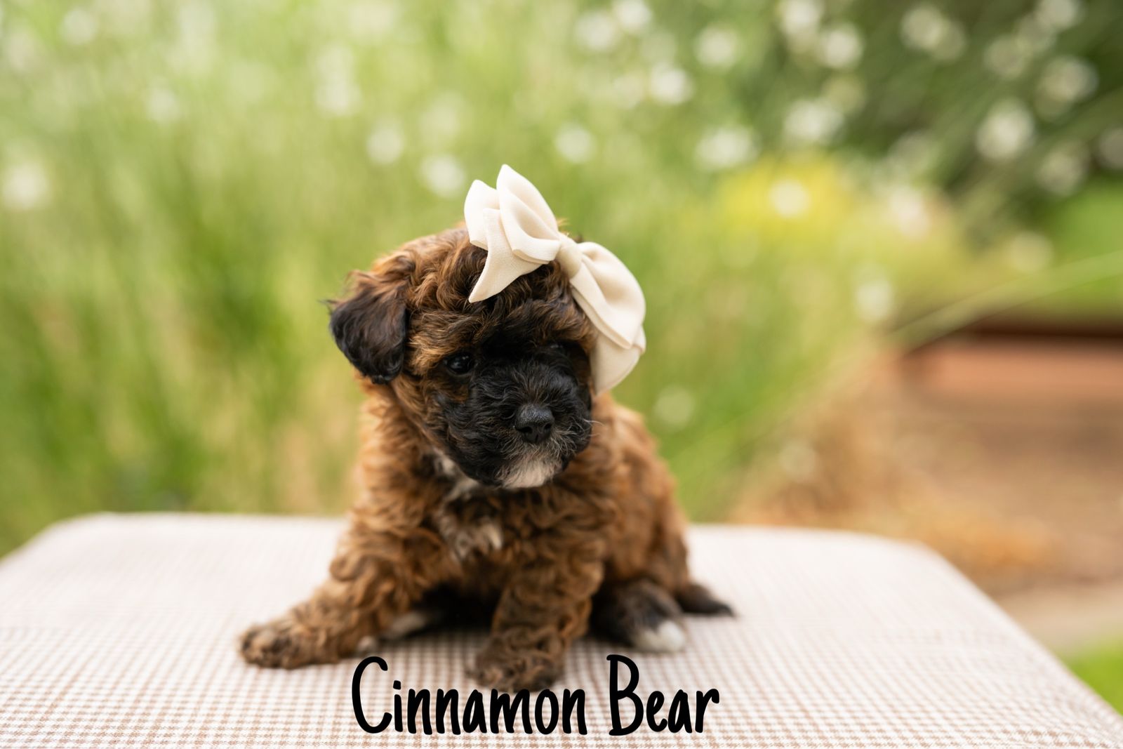 Poodle puppy