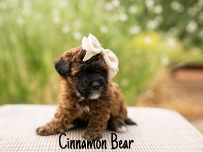 Poodle puppy