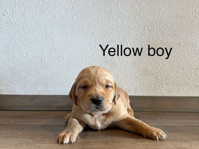 golden retriever puppies