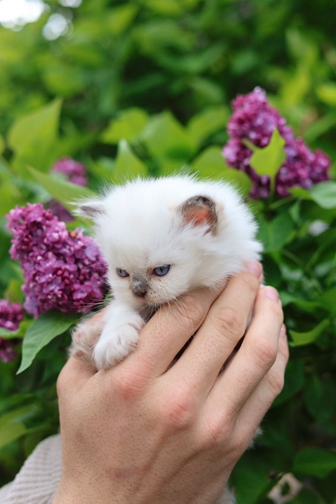 Premier Show Quality British Kittens