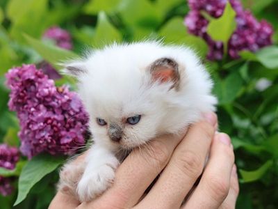 Premier Show Quality British Kittens