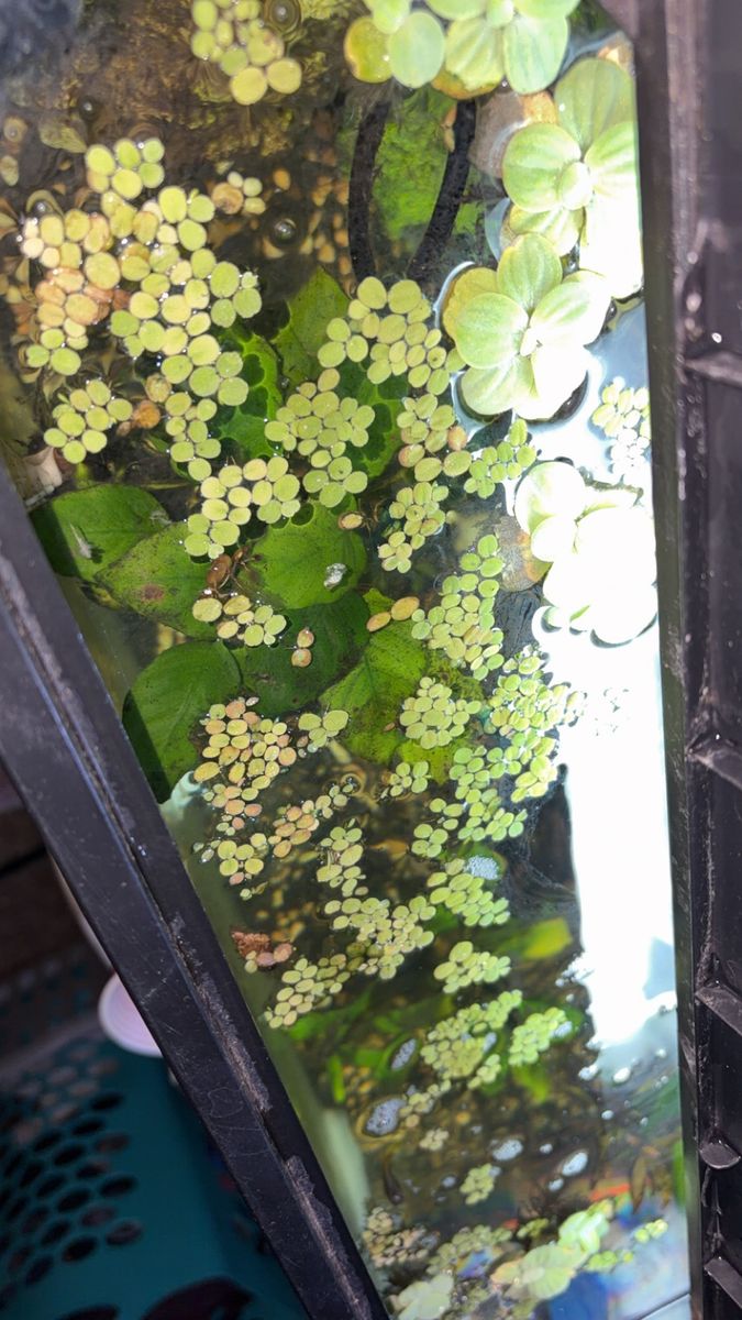 Salvinia Minima floating plants