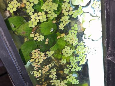 Salvinia Minima floating plants