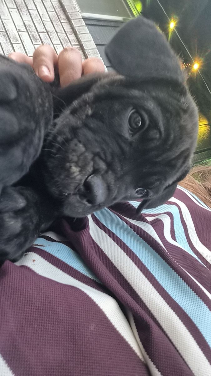 Female Cane Corso Puppy