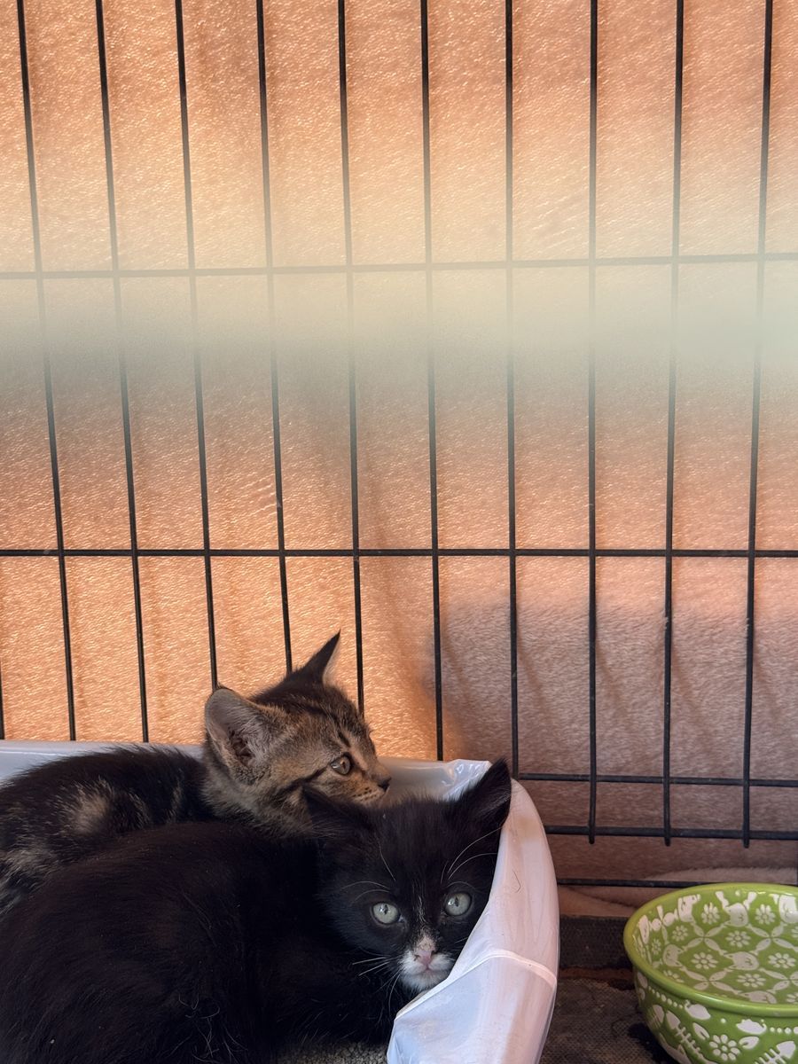 Free kitties!