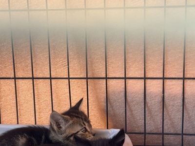 Free kitties!