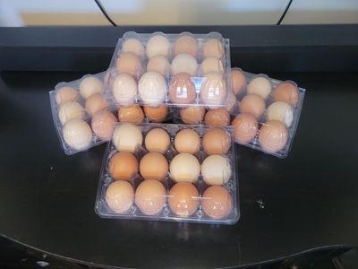 Unwashed FRESH DOZEN BACK YARD free range chicken EGGS in a clear plastic container