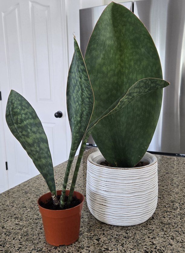Whale Fin ( Shark Fin ) Snake Plant