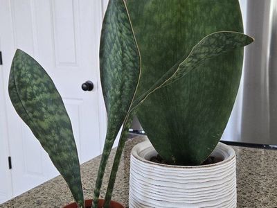 Whale Fin ( Shark Fin ) Snake Plant