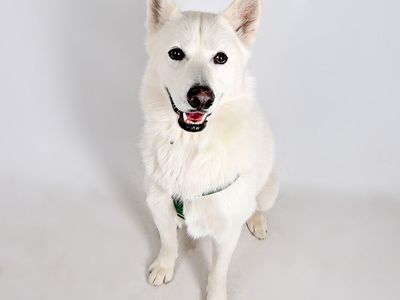 Hello my name is Oso