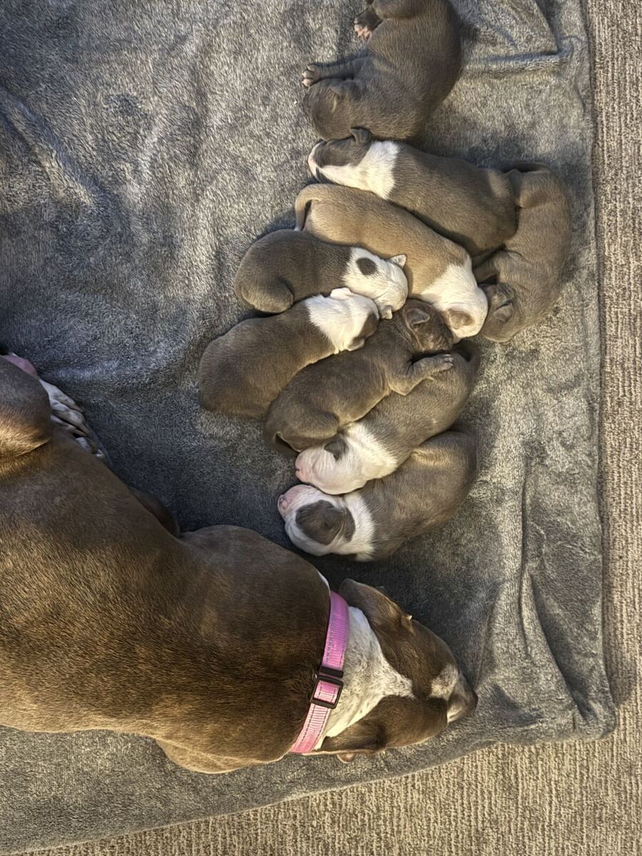 9 purebred pitbull puppies