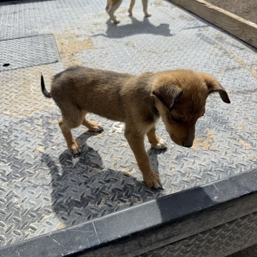 Auggie puppies